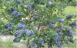 Northern Highbush Blueberry (Vaccinum Corymbosum) - 6 Pack Of 1 Gallon Pots 10 Northern Highbush Blueberry (Vaccinum Corymbosum) - 6 Pack Of 1 Gallon Pots -FruitTree Store blueberry northern20highbush 800x500 1