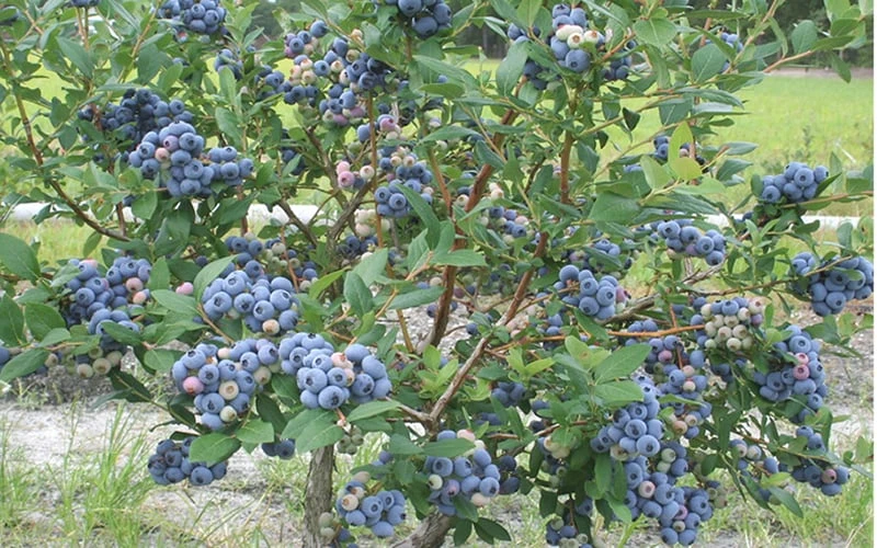 Northern Highbush Blueberry (Vaccinum Corymbosum) - 6 Pack Of 1 Gallon Pots 6 Northern Highbush Blueberry (Vaccinum Corymbosum) - 6 Pack Of 1 Gallon Pots - Image 4