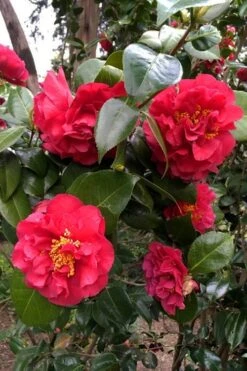 Turandot Camellia Japonica - 3 Gallon Pot -FruitTree Store caellia turandot 20