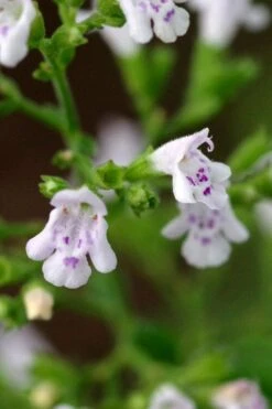Calamint Plant (Calamintha Nepeta) - 1 Gallon Pot 15 Calamint Plant (Calamintha Nepeta) - 1 Gallon Pot -FruitTree Store calamint 14