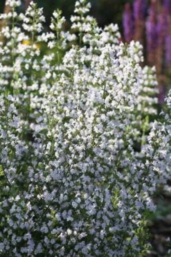 Calamint Plant (Calamintha Nepeta) - 1 Gallon Pot 13 Calamint Plant (Calamintha Nepeta) - 1 Gallon Pot -FruitTree Store calamint 15