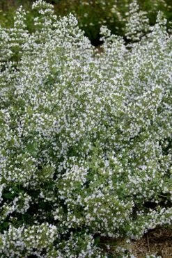 Calamint Plant (Calamintha Nepeta) - 1 Gallon Pot 14 Calamint Plant (Calamintha Nepeta) - 1 Gallon Pot -FruitTree Store calamint 20