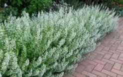 White Cloud Calamint - 1 Gallon Pot -FruitTree Store calamint white cloud 1