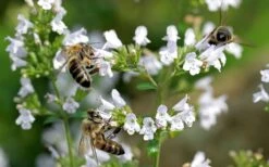White Cloud Calamint - 1 Gallon Pot -FruitTree Store calamint white cloud 5