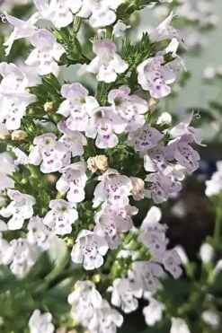 White Cloud Calamint - 1 Gallon Pot -FruitTree Store calamint white cloud 6