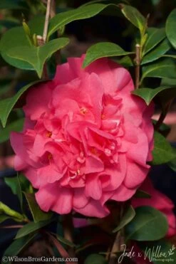 Ack-Scent Fragrant Pink Camellia Japonica - 1 Gallon Pot 10 Ack-Scent Fragrant Pink Camellia Japonica - 1 Gallon Pot -FruitTree Store camellia ack scent jw 2