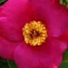 April Melody Camellia Japonica - 3 Gallon Pot -FruitTree Store camellia april melody 3