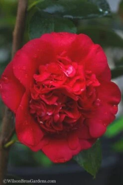 April Tryst Camellia Japonica - 3 Gallon Pot -FruitTree Store camellia april tryst 21 1