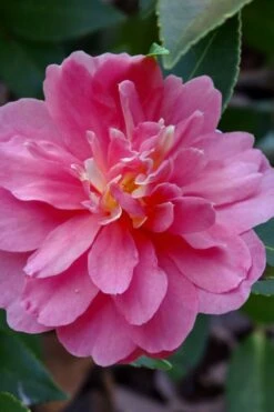 Autumn Spirit Camellia - Hybrid - 3 Gallon Pot -FruitTree Store camellia autumn spirit 21