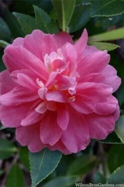 Autumn Spirit Camellia - Hybrid - 3 Gallon Pot -FruitTree Store camellia autumn spirit 22