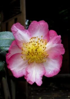 Autumn Sunrise Camellia Sasanqua - 1 Gallon Pot -FruitTree Store camellia autumn sunrise 10