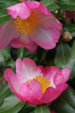 Autumn Sunrise Camellia Sasanqua - 1 Gallon Pot -FruitTree Store camellia autumn sunrise 2