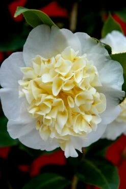 Brushfield Yellow Camellia Japonica - 1 Gallon Pot -FruitTree Store camellia brushfield yellow 25