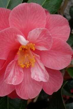 Coral Delight Camellia Hybrid - 1 Gallon Pot -FruitTree Store camellia coral delight 3