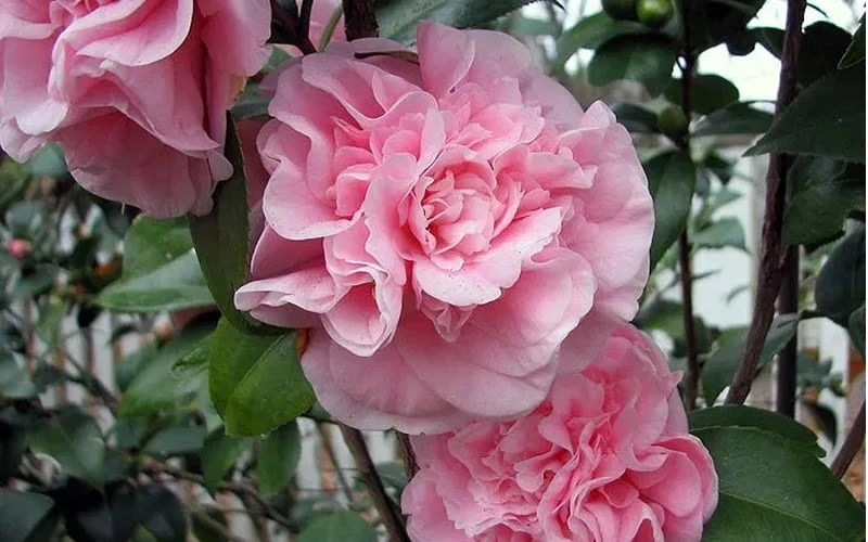 Debutante Pink Camellia Japonica - 1 Gallon Pot 6 Debutante Pink Camellia Japonica - 1 Gallon Pot - Image 4