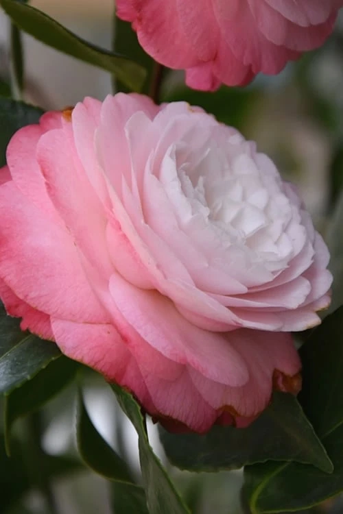 Desire Camellia Japonica - 3 Gallon Pot 3 Desire Camellia Japonica - 3 Gallon Pot