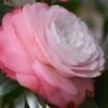 Desire Camellia Japonica - 1 Gallon Pot -FruitTree Store camellia desire 1