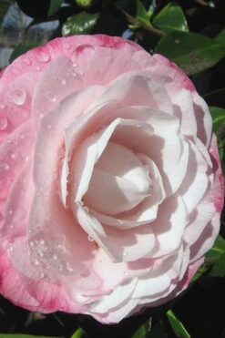 Desire Camellia Japonica - 1 Gallon Pot -FruitTree Store camellia desire 2