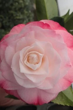 Desire Camellia Japonica - 1 Gallon Pot -FruitTree Store camellia desire 3