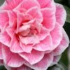 Brilliant Gem Fragrant Camellia Japonica - Herme - 3 Gallon Pot 2 Brilliant Gem Fragrant Camellia Japonica - Herme - 3 Gallon Pot -FruitTree Store camellia herrmes 5