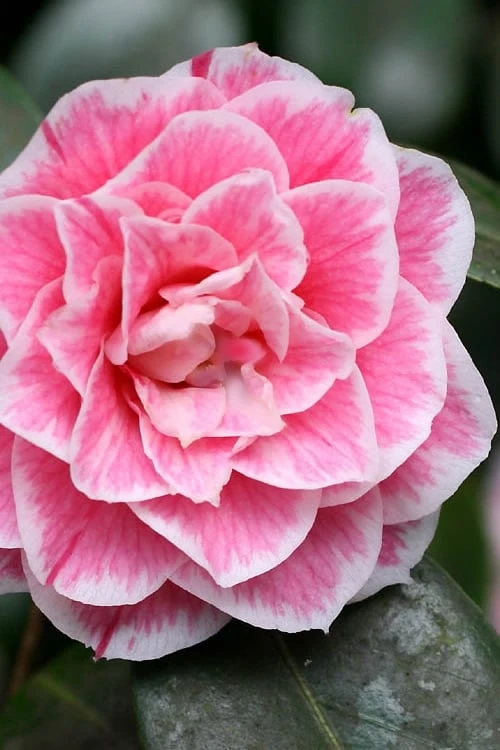 Brilliant Gem Fragrant Camellia Japonica - Herme - 3 Gallon Pot 3 Brilliant Gem Fragrant Camellia Japonica - Herme - 3 Gallon Pot