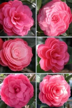 April Kiss Pink Double Flowered Camellia Japonica - 3 Gallon Pot 11 April Kiss Pink Double Flowered Camellia Japonica - 3 Gallon Pot -FruitTree Store camellia japonica april kiss 102