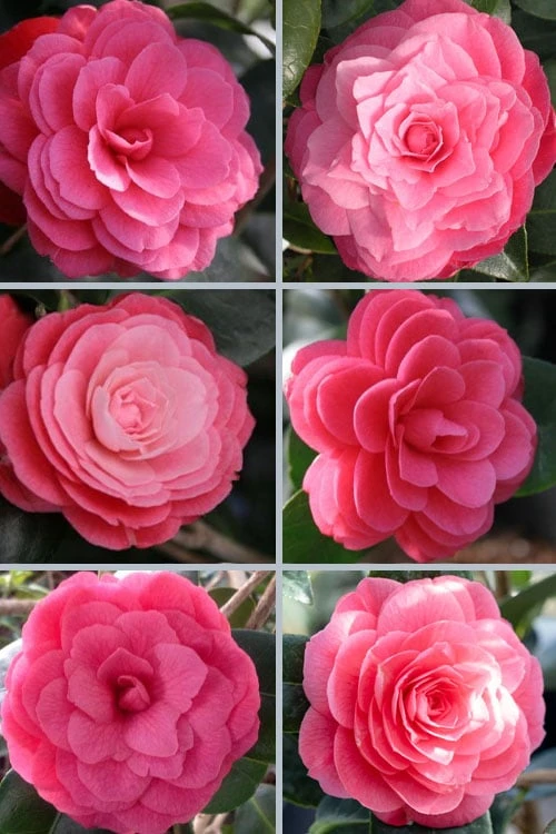 April Kiss Pink Double Flowered Camellia Japonica - 3 Gallon Pot 7 April Kiss Pink Double Flowered Camellia Japonica - 3 Gallon Pot - Image 5