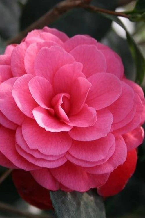April Kiss Pink Double Flowered Camellia Japonica - 3 Gallon Pot 6 April Kiss Pink Double Flowered Camellia Japonica - 3 Gallon Pot - Image 4