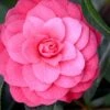 April Kiss Pink Double Flowered Camellia Japonica - 3 Gallon Pot 2 April Kiss Pink Double Flowered Camellia Japonica - 3 Gallon Pot -FruitTree Store camellia japonica april kiss 104