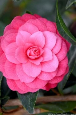 April Kiss Pink Double Flowered Camellia Japonica - 3 Gallon Pot