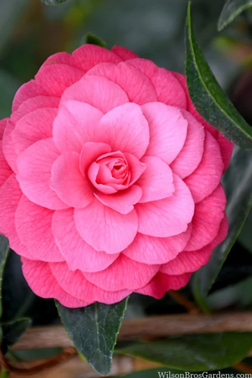 April Kiss Pink Double Flowered Camellia Japonica - 3 Gallon Pot 3 April Kiss Pink Double Flowered Camellia Japonica - 3 Gallon Pot