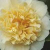 Jury's Yellow Camellia - 1 Gallon Pot -FruitTree Store camellia japonica jurys yellow 100