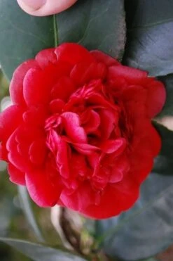 Paulette Goddard Camellia Japonica - 3 Gallon Pot -FruitTree Store camellia japonica paulette goddard 2