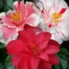 Lady Vansittart Multicolor Camellia Japonica - 2 Gallon Pot -FruitTree Store camellia lady vansittart 50 1