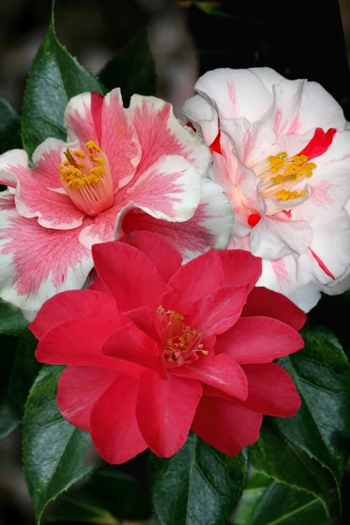 Lady Vansittart Multicolor Camellia Japonica - 3 Gallon Pot 3 Lady Vansittart Multicolor Camellia Japonica - 3 Gallon Pot