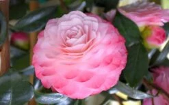 Nuccio's Pearl Camellia Japonica - 3 Gallon Pot -FruitTree Store camellia mnuccios pearl 3