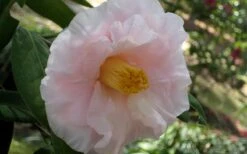 Moonlight Bay Camellia Japonica - 3 Gallon Pot -FruitTree Store camellia moonlight bay 6