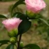 Nuccio's Pearl Camellia Japonica - 3 Gallon Pot 1 Nuccio's Pearl Camellia Japonica - 3 Gallon Pot -FruitTree Store camellia nuccios pearl 2