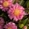 October Magic Carpet Dwarf Camellia - 1 Gallon Pot -FruitTree Store camellia october magic carpet 10 1