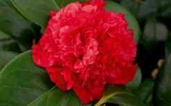 Professor Sargent Camellia Japonica - 7 Gallon Pot (3-4') 12 Professor Sargent Camellia Japonica - 7 Gallon Pot (3-4') -FruitTree Store camellia professor sargent bloom 1