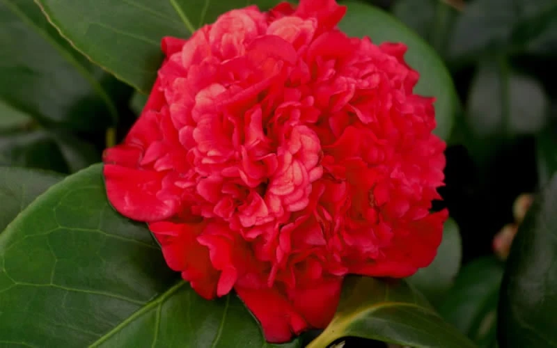 Professor Sargent Camellia Japonica - 6 Pack Of 1 Gallon Pots 7 Professor Sargent Camellia Japonica - 6 Pack Of 1 Gallon Pots - Image 5