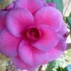 Purple Dawn Camellia Japonica - 6 Pack Of 1 Gallon Pots -FruitTree Store camellia purple dawn 9
