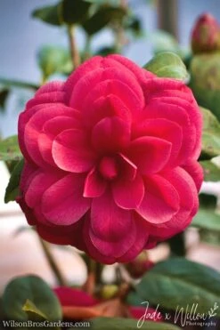 Purple Dawn Camellia Japonica - 6 Pack Of 1 Gallon Pots -FruitTree Store camellia purple dawn jw 1