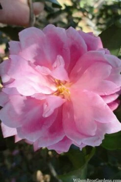 Sagamio Wabisuke Camellia - 3 Gallon Pot