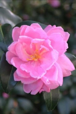 Sagamio Wabisuke Camellia - 3 Gallon Pot -FruitTree Store camellia sagamio wabisuki 1