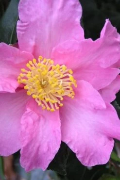 Marti Camellia - 3 Gallon Pot 9 Marti Camellia - 3 Gallon Pot -FruitTree Store camellia sasanqua marti 3