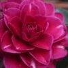 Purple Haze Camellia - 1 Gallon Pot -FruitTree Store camellia sasanqua purple haze 1