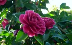 Purple Haze Camellia - 1 Gallon Pot -FruitTree Store camellia sasanqua purple haze 2