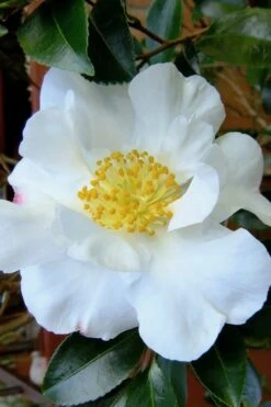 Setsugekka Fragrant Camellia Sasanqua - 1 Gallon Pot -FruitTree Store camellia setsugekka 3 1