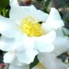 Setsugekka Fragrant Camellia Sasanqua - 1 Gallon Pot -FruitTree Store camellia setsugekka 4 1